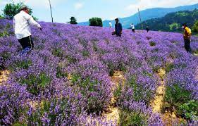 Lavender cultivation brings 'Purple revolution' to farmers in Doda district  - The News Now