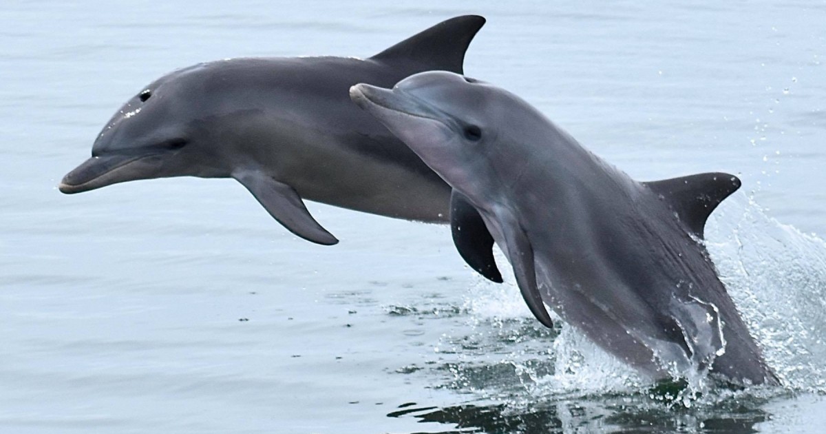 New South Wales, Australia, bans captive dolphin breeding | World Animal  Protection