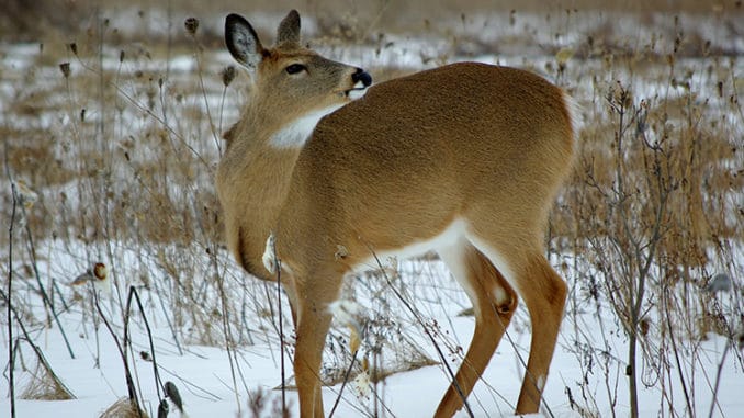 Scientists find first possible case of COVID-19 transmission from deer to  human - The Wildlife Society