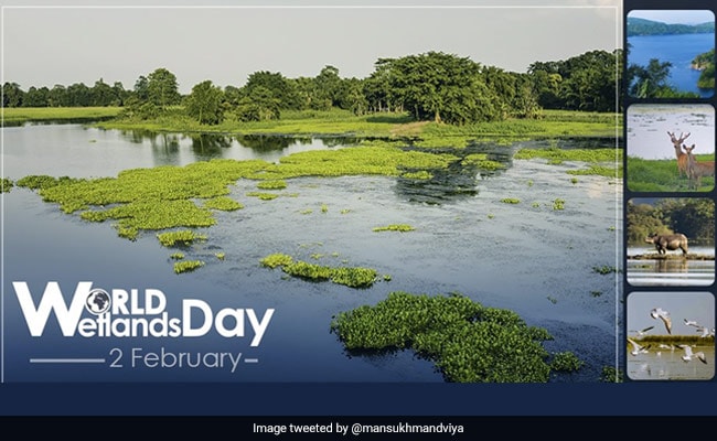 World Wetlands Day 2021: What Are Wetlands, Theme And Significance