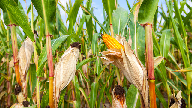 Maize | Crops | Plantix
