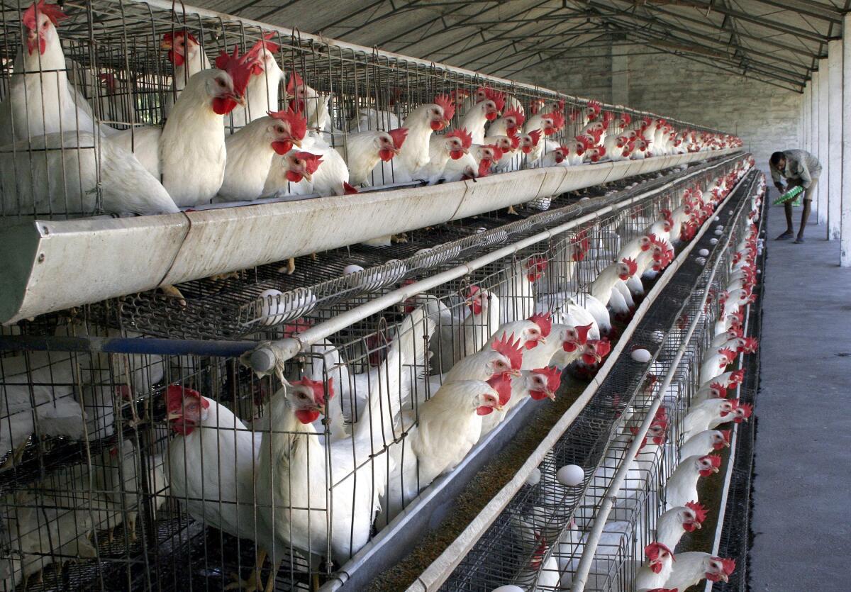India reports outbreak of H5N1 bird flu: OIE - The Hindu BusinessLine