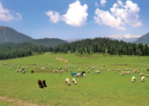 Jammu Kashmir Land Records Online 2023, JK Land Records Search