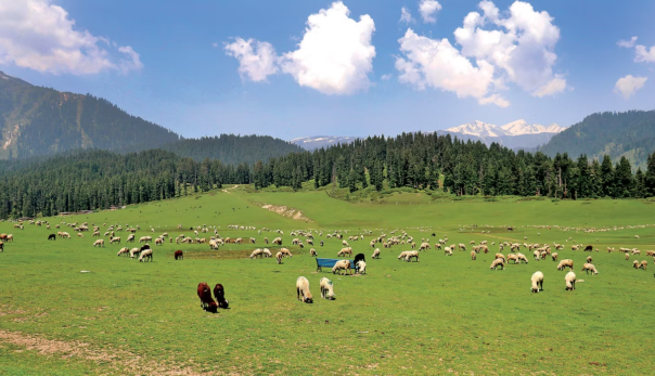 Jammu Kashmir Land Records 